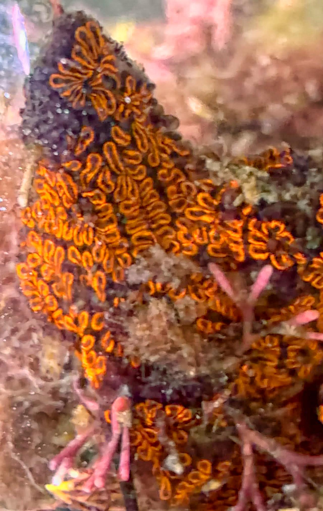 Il fascino nascosto di Botryllus, il nostro inaspettato parente